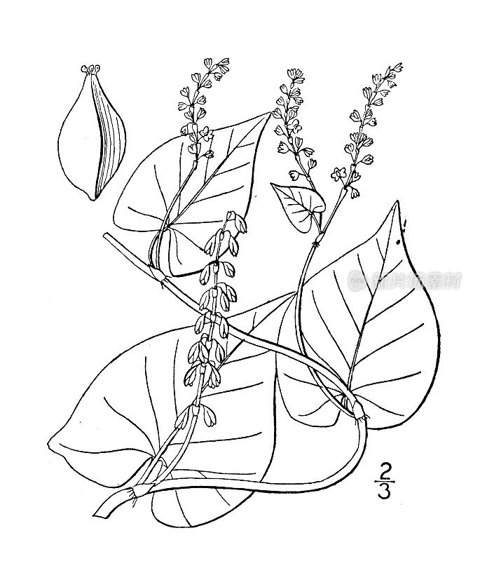 古植物学植物插图:胡蓼，黑结花