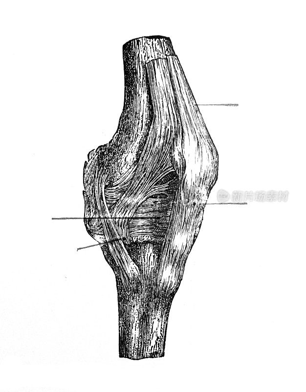 人体膝盖(膝关节)解剖学。手绘古董解剖插图。