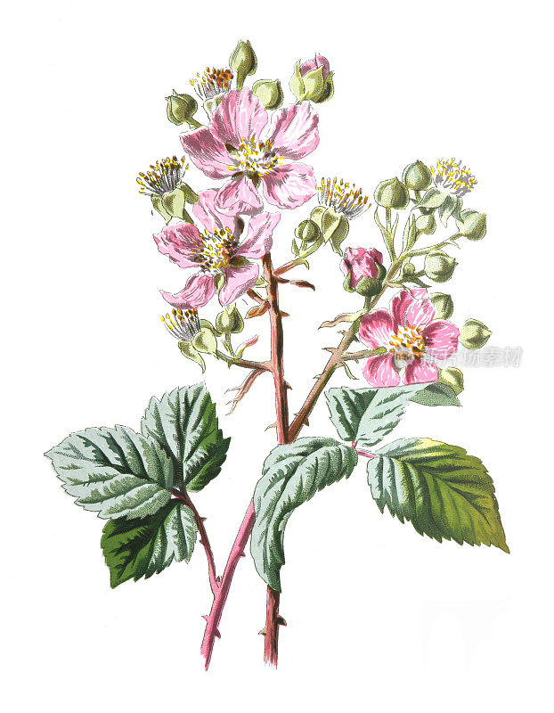 黑莓花或普通的黑莓，悬钩子属植物。健康的有机水果植物。古董手绘田野花卉插图。古董花。野花插图。19世纪。