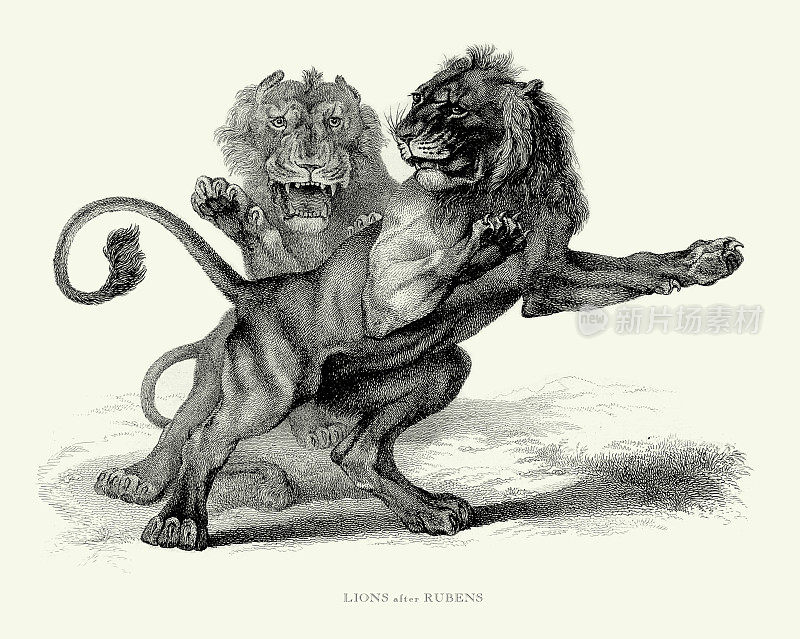 仿古雕刻，成年雄狮与幼年雄狮搏斗雕刻插画