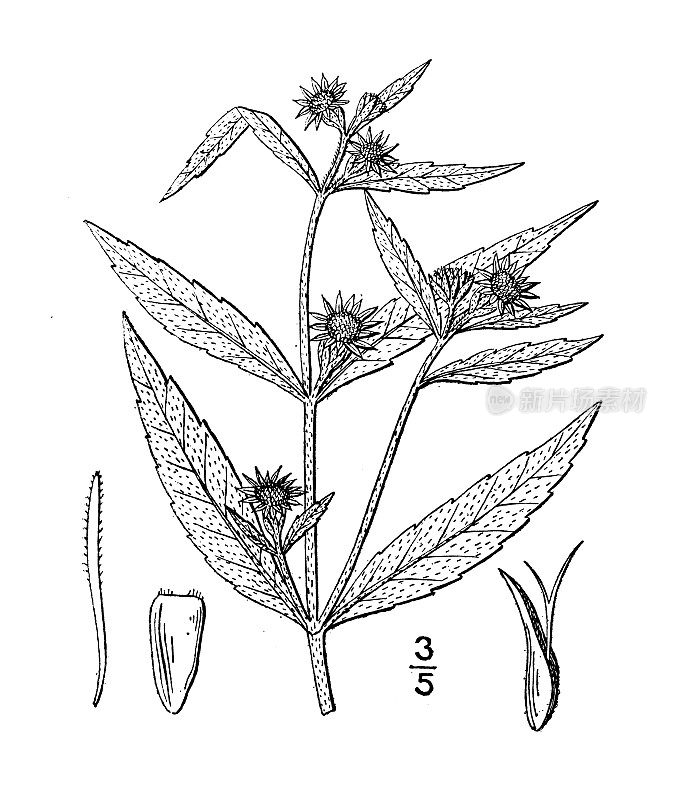 古植物学植物插图:墨旱莲、墨旱莲