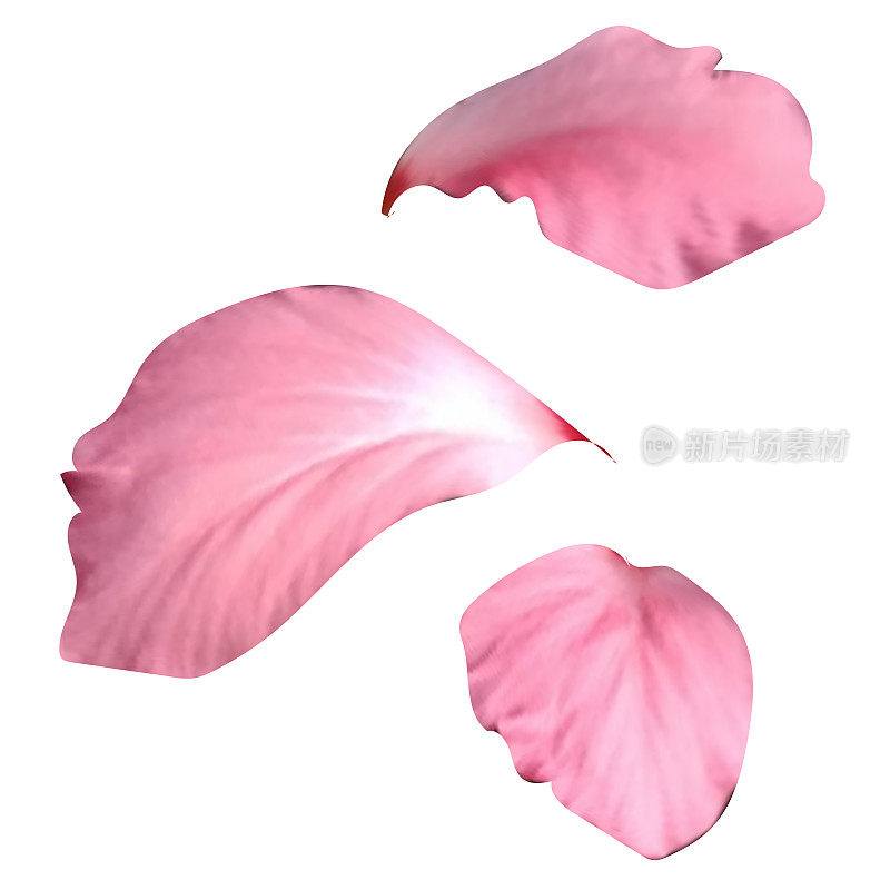 粉红色的花瓣，现实的矢量元素设计。
