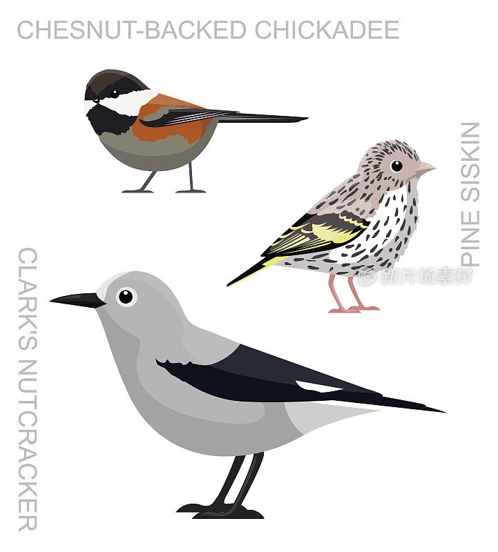 可爱的鸟松西斯金克拉克的胡桃夹子栗子山雀集卡通向量