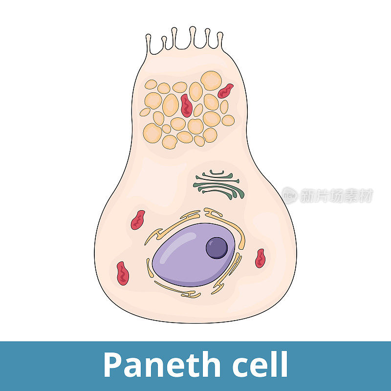 Paneth细胞