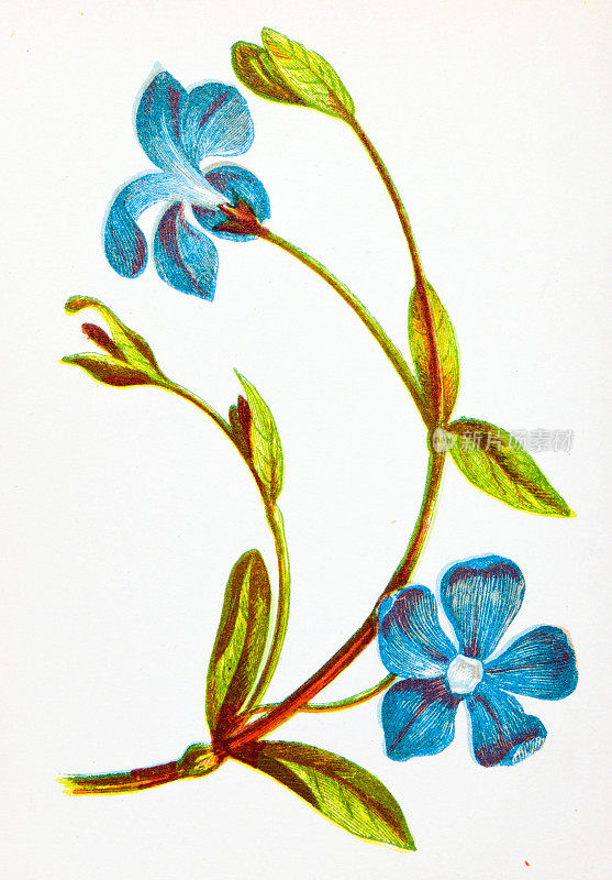 野生花卉的古董植物学插图:小长春花，小长春花