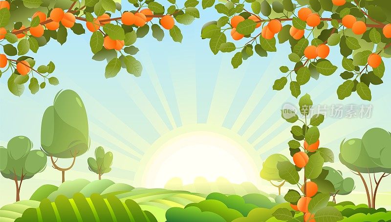 杏枝和田园蔬菜景观。夏天阳光明媚的早晨和阳光灿烂的黎明。收获可食用的园林植物。有叶子和叶子的树枝。向量