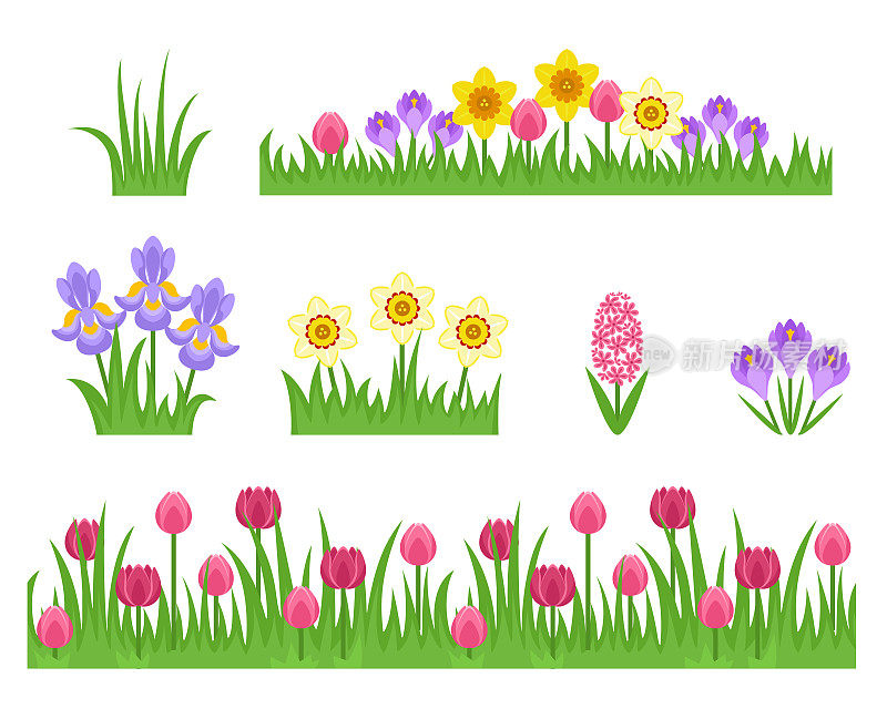 绿草如茵，春暖花开。无缝边界与郁金香。水仙花，鸢尾花，番红花和风信子分离在白色背景上。矢量卡通平面简单插图。