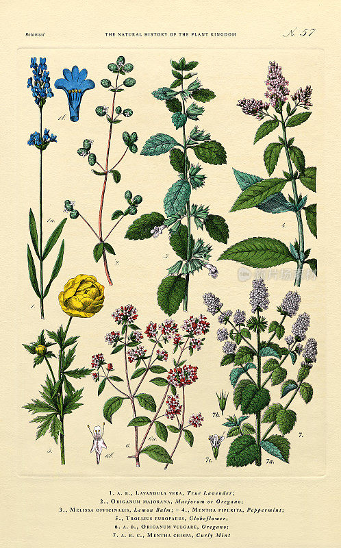 草本植物和开花植物，植物王国，维多利亚植物插图，大约1853年