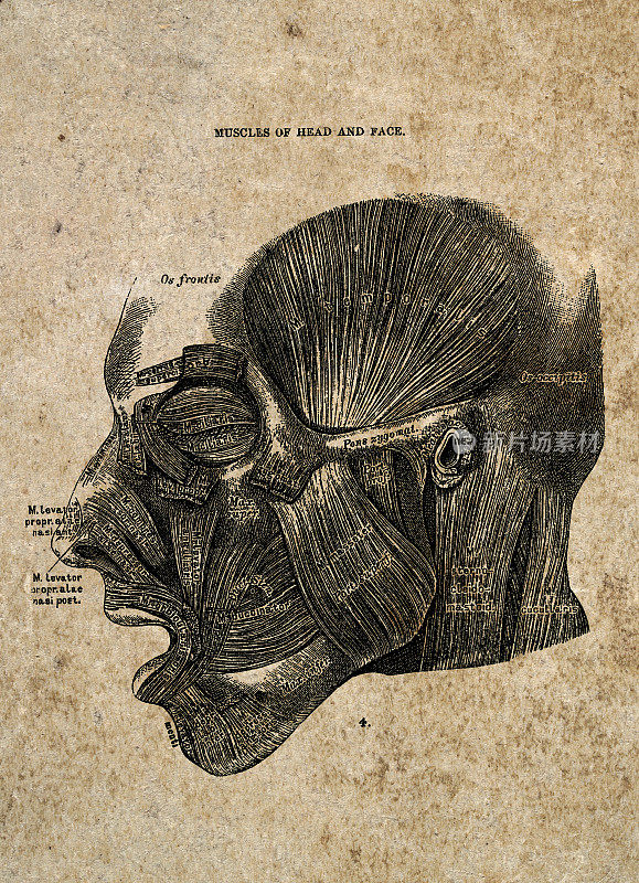 头部和面部肌肉，古典生物医学插图，维多利亚解剖图纸，19世纪。