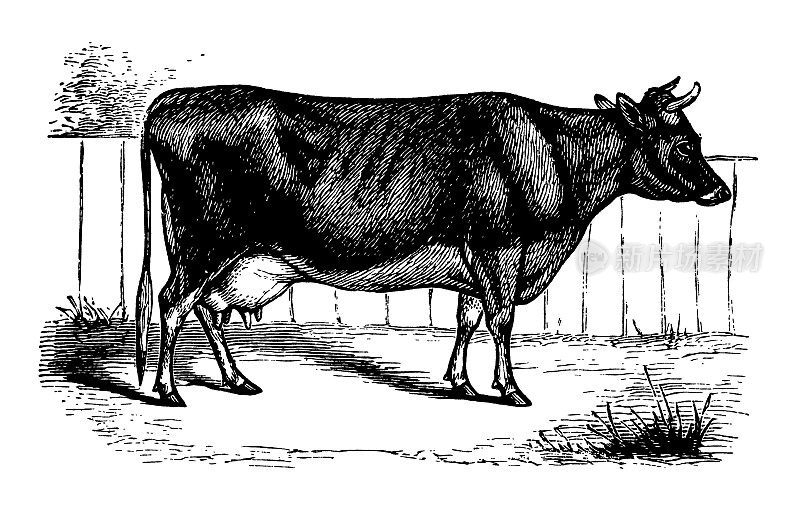 泽西奶牛(白色隔离)