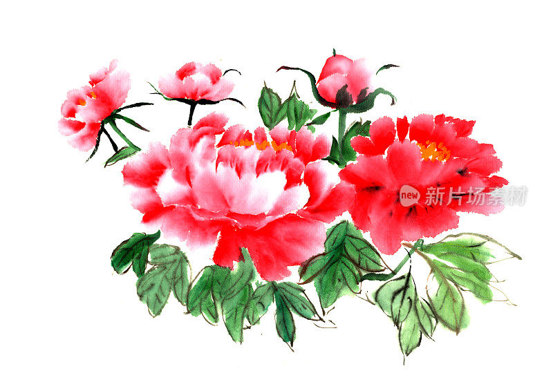 这是中国传统的古代手绘牡丹花