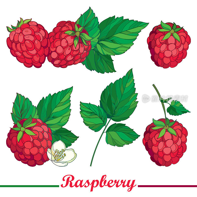 矢量组成与轮廓树莓或悬钩子，红莓和绿叶孤立在白色的背景。