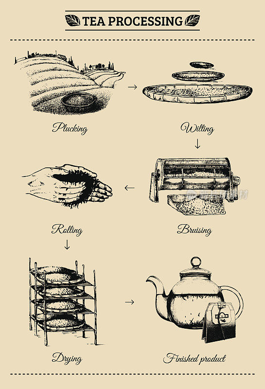 矢量信息图与插图的茶叶加工。原汁原味茶叶制作手绘图