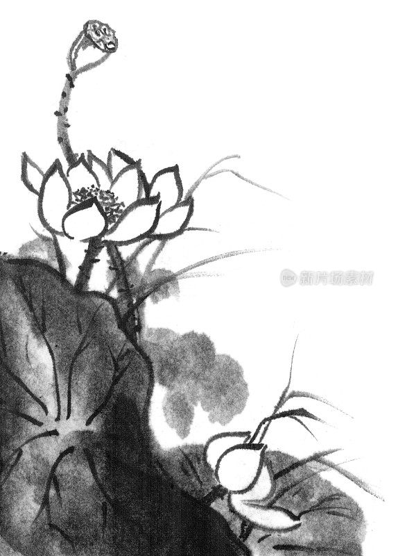 莲花、墨水的形象。手工墨荷花在白色的背景。日本传统水墨画。