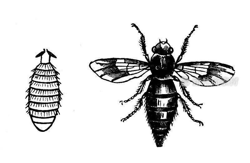 古董动物插画:Botfly