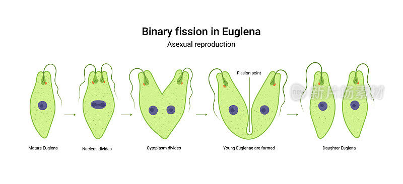 Euglena的二元裂变。向量教育插图。繁殖