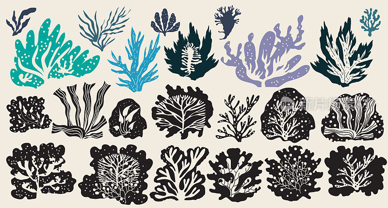 水下海洋植物集海藻、植海藻、海藻