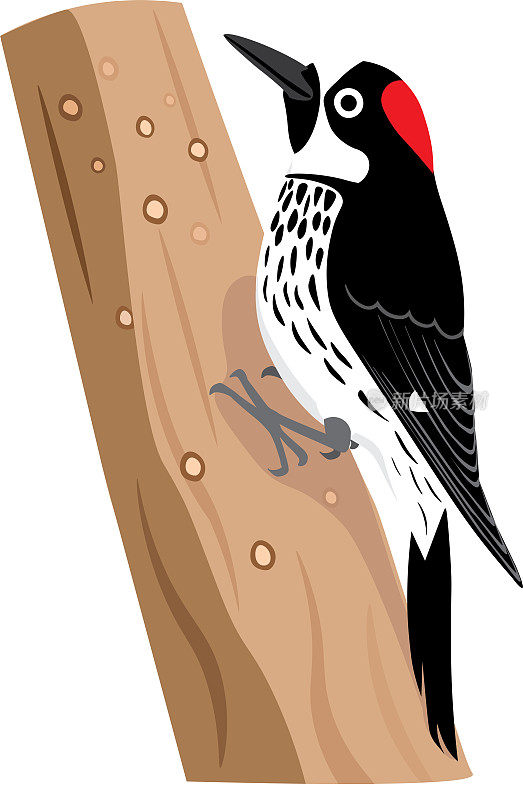 可爱的橡子啄木鸟是北美的一种啄木鸟，栖息、栖息、攀附在橡子储藏的橡树树干上。白色的背景和鸟可以被隔离。