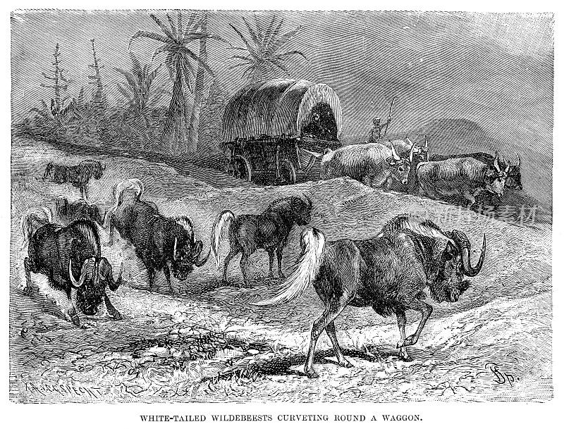 1896年的白尾牛羚