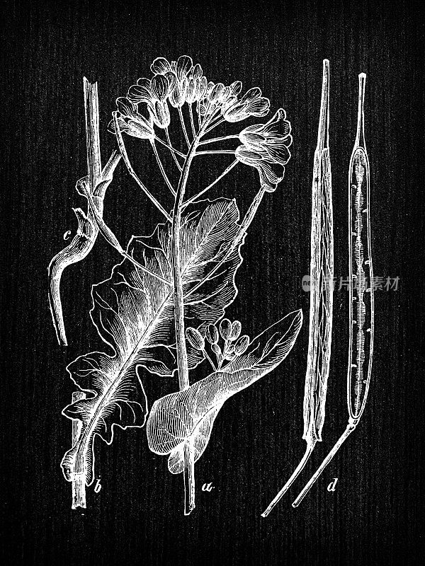 植物学植物仿古雕刻插画:芸苔甘蓝型(油菜籽)