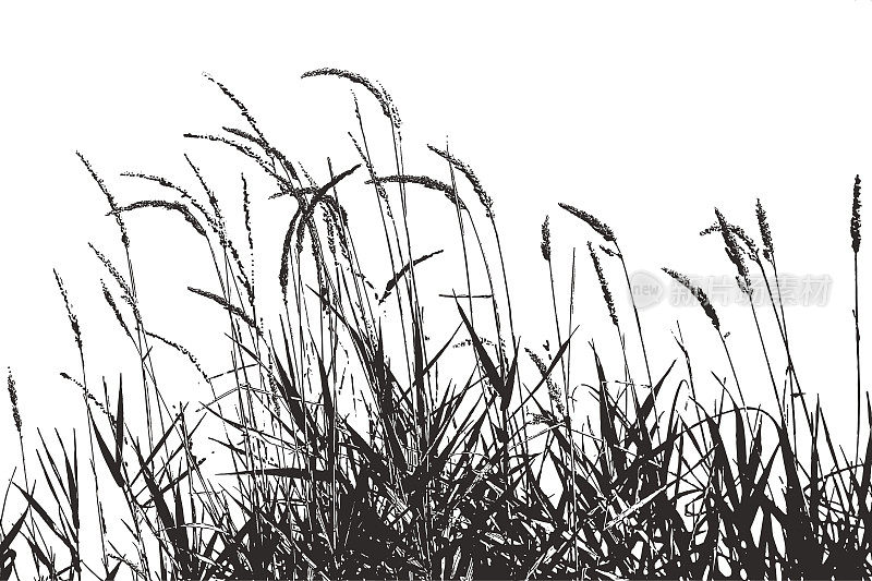 剪影插图的草植物与种子