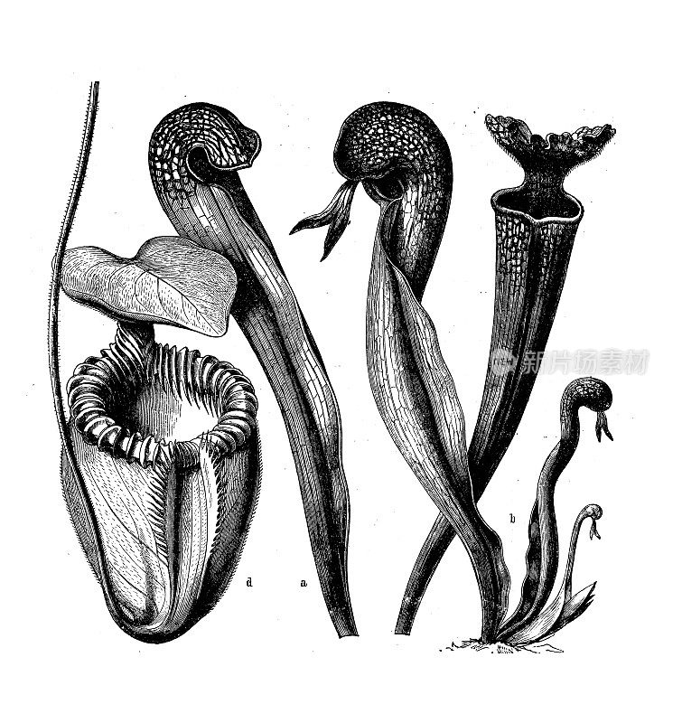 古植物学插图:猪笼草，加利福尼亚花，猪笼草，忘忧草
