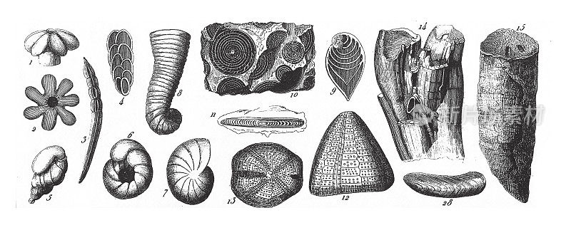 白垩纪系统的化石，化石，骨骼和矿砂雕刻古董插图，出版于1851年