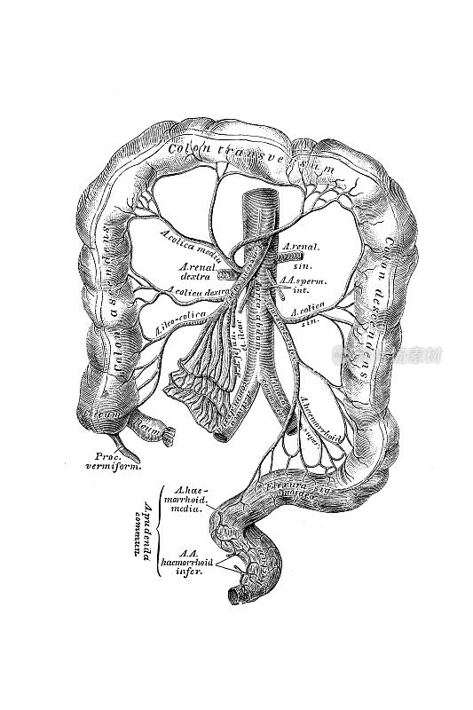肠系膜下动脉的分支