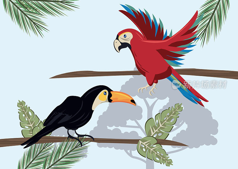野生巨嘴鸟和鹦鹉在丛林中飞行