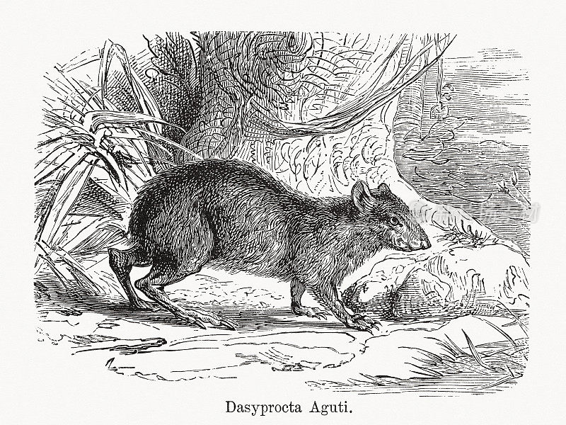 中美洲刺豚鼠，木刻，1893年出版