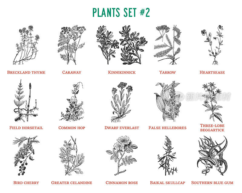 矢量手绘植物集