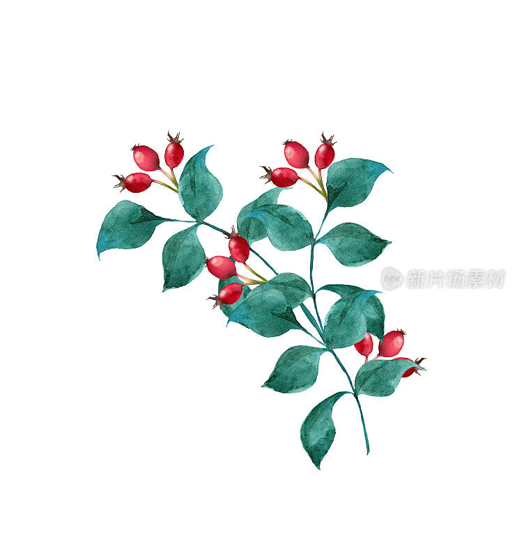 水彩玫瑰果插图