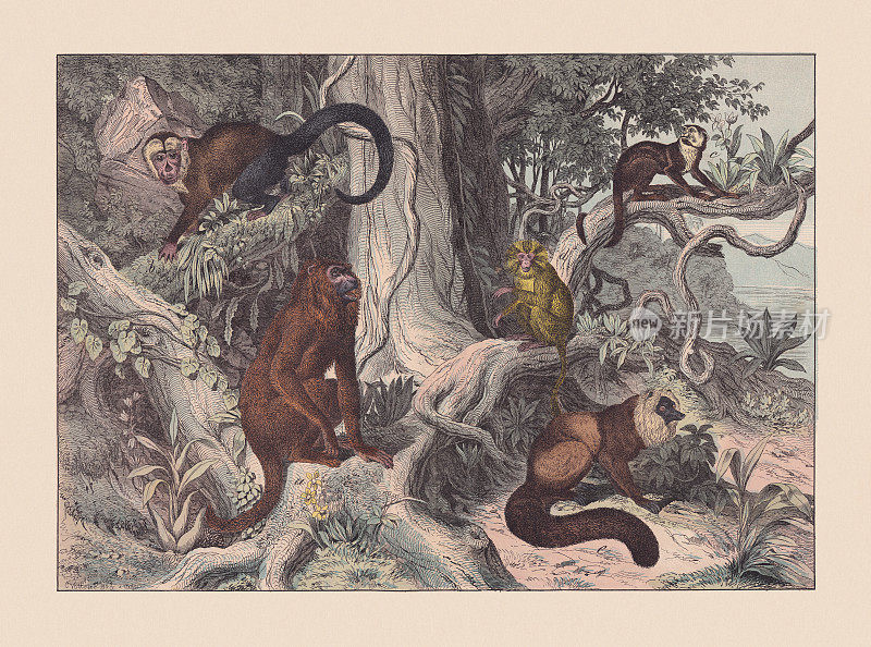 灵长类动物，手工彩色石版，1869年出版