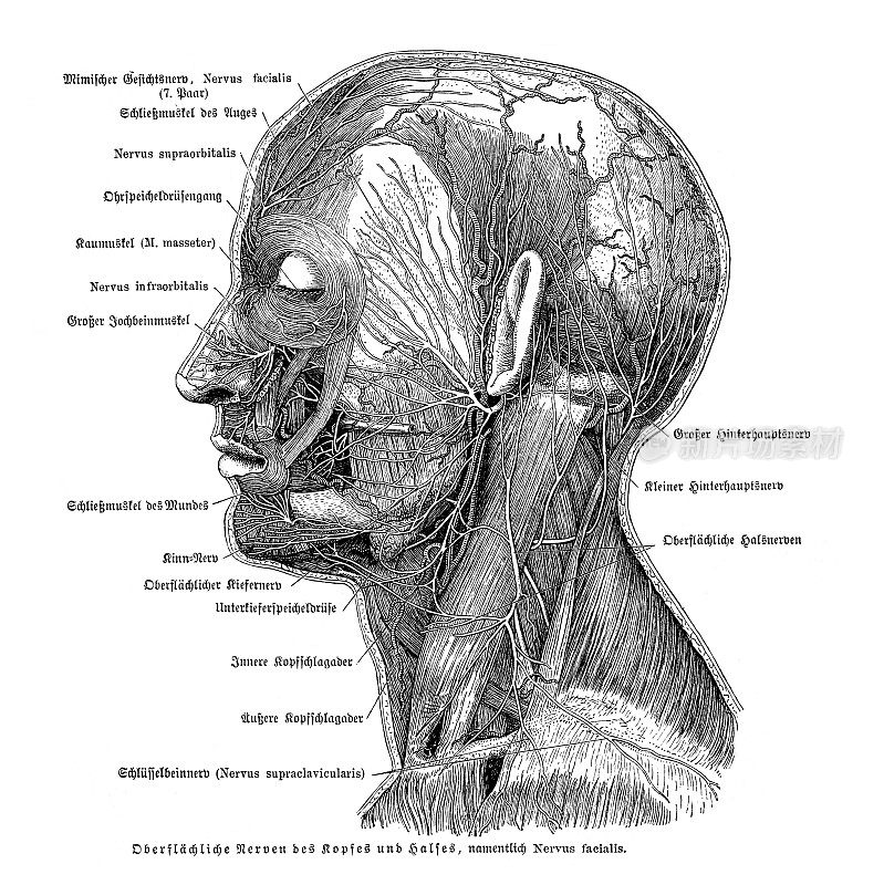 人体面神经系统解剖图1886年