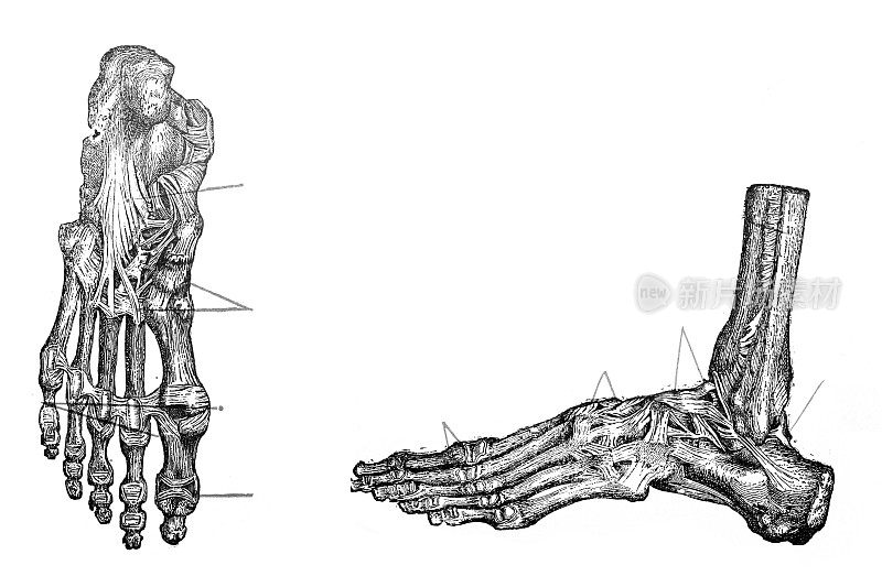 人体膝关节及足部解剖。手绘插图。