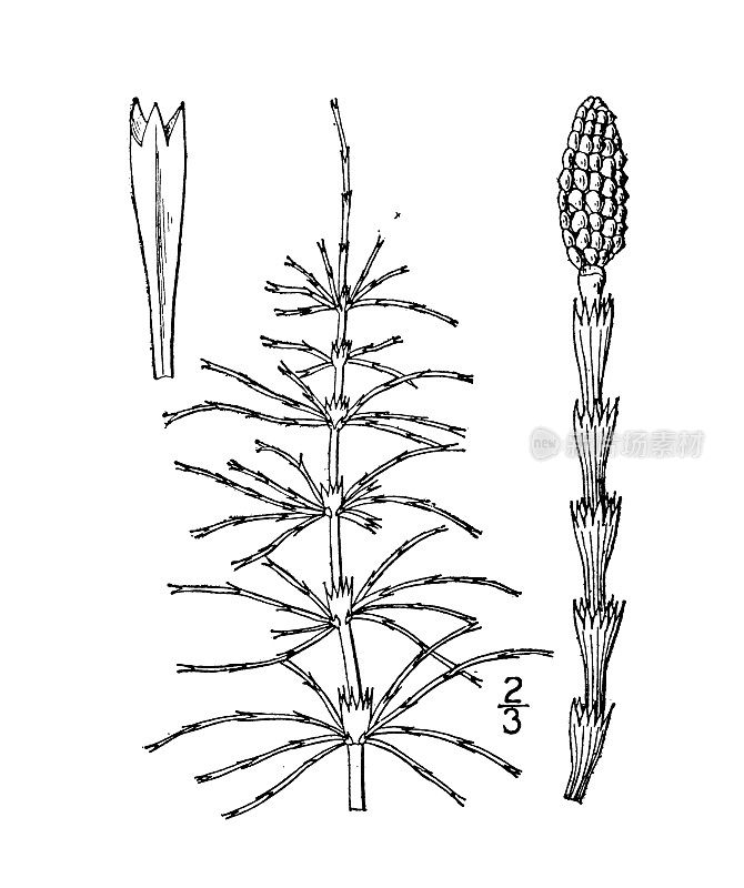 古植物学植物插图:木贼红，灌丛马尾