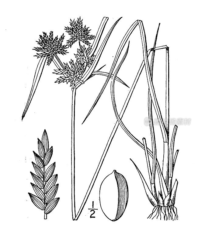 古植物学植物插图:霍顿香附，霍顿的香附