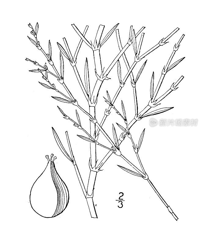 古植物学植物插图:春蓼、草原虎杖