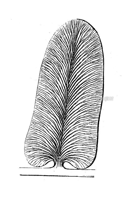 古董插图，地质学:神经草叶化石