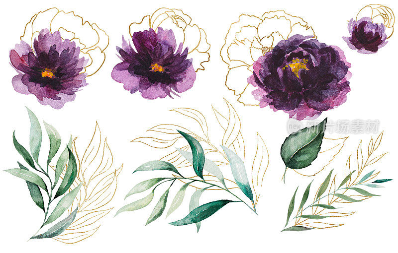水彩紫色和金色的牡丹花和花园的叶子插图元素