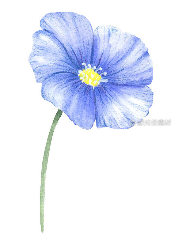蓝紫色亚麻花。用水彩画的蓝色花朵。野春水彩花。亚麻插图中的一个孤立元素。