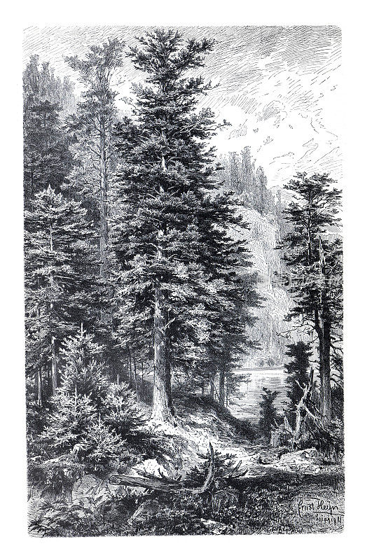 自然保护区的复古拼贴。冷杉属pectinata。古色古香的手绘自然森林树木插图。
