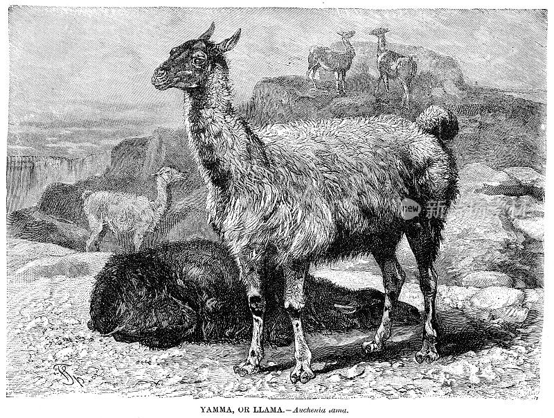 羊驼雕刻插图1892年