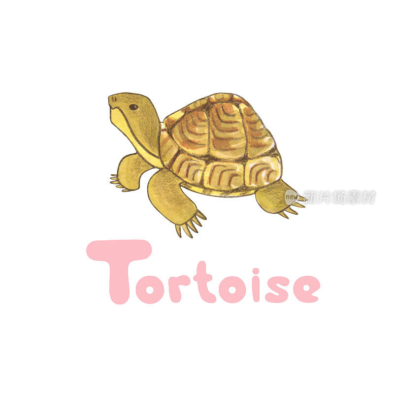 字母t水彩插图乌龟