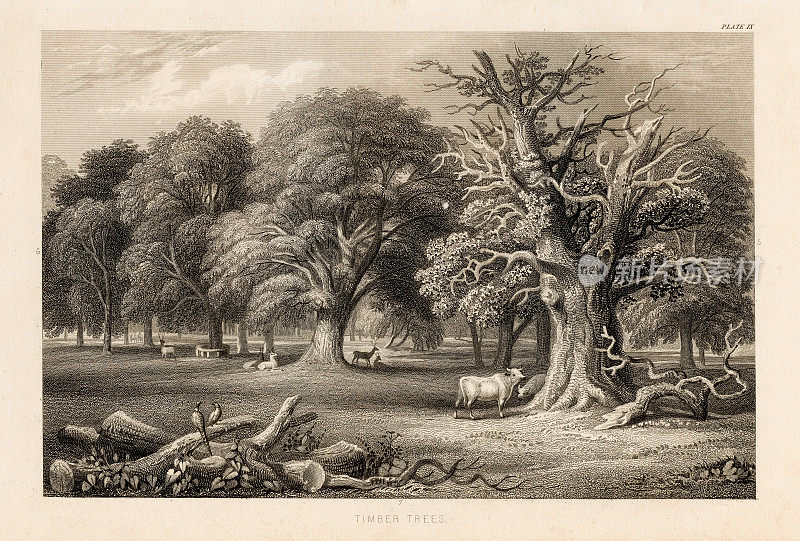 木材树木和牛雕刻插图1857
