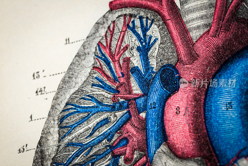 古董医学科学插图高分辨率:心肺静脉和动脉