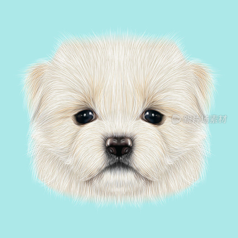 马耳他小狗肖像。