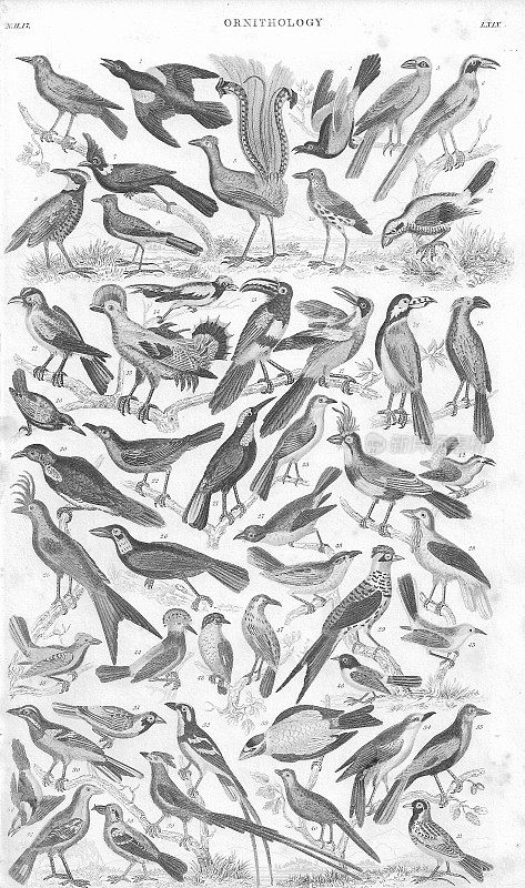 1852年鸟类学旧版平版印刷