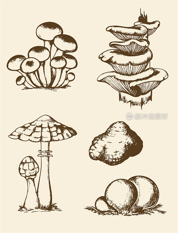 复古手绘森林蘑菇