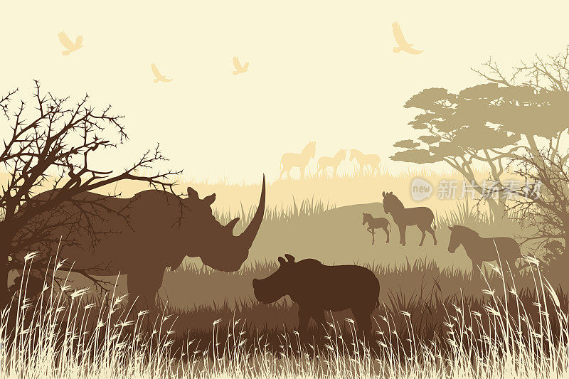 非洲野生动物园背景，有犀牛家族和斑马